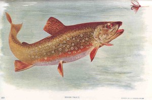 Brook_Trout