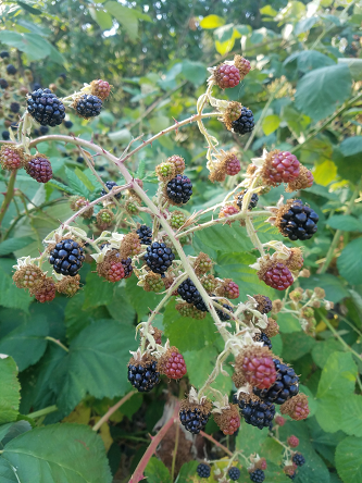 blackberries