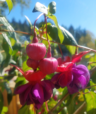 fuschia_blossom