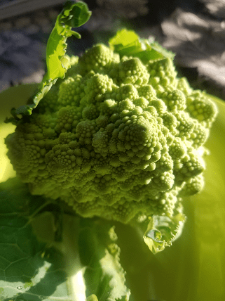 romanesco