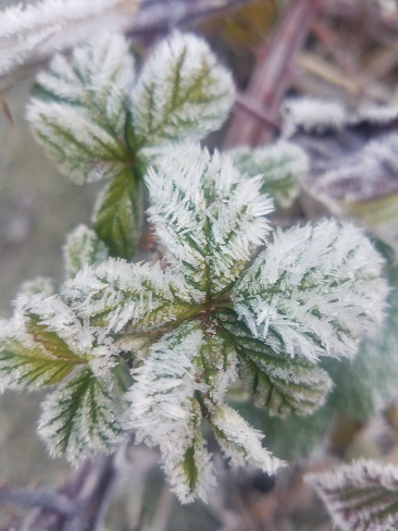 frost_blackberry