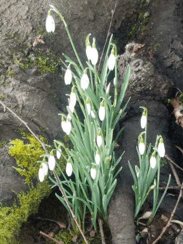 snowdrop