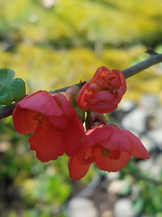 red_quince