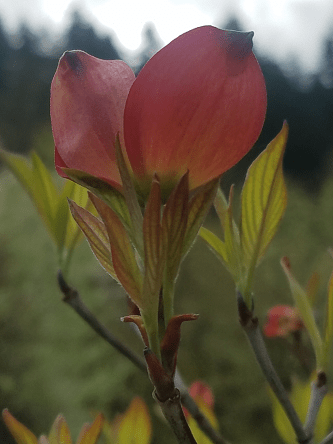 red_dogwood_bract