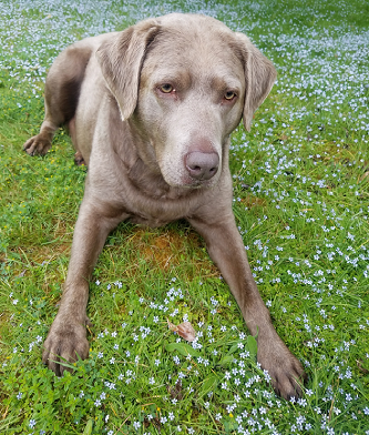 mercy_faerie_flowers