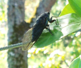 orchard_cicada