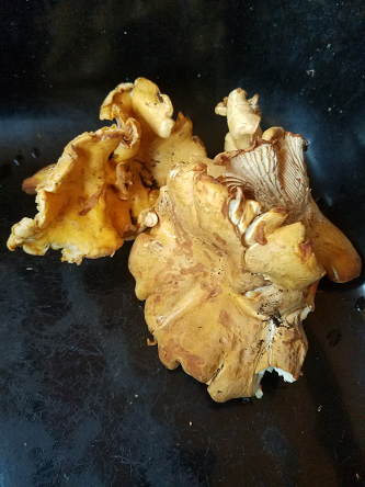 chanterelles