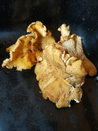 chanterelles
