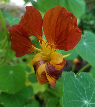 tiger_nasturs_flower