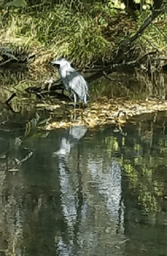 heron_canal