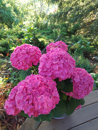 hydrangea