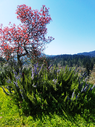 rosemary_outside_greenhouse