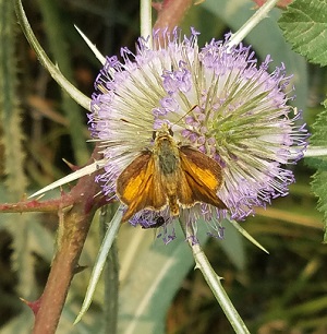 thistle_moth