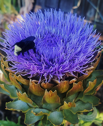 bumble_artichoke