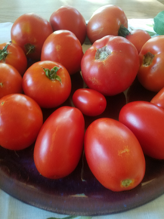 tomatoes